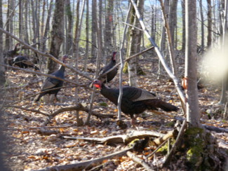 Jakes in the hardwoods